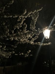Park estate gas lamp at night (Credit: Mike Hallam)